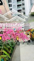 Cần Bán Gấp Căn Hộ Đẹp 2 Phòng Ngủchung Cư Ht Pearl Chỉ 2,2Tỷ