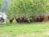 Chính Chủ Cho Thuê Giá Rẻ Lâu Dài Trang Trại Tại Xã Liên Sơn, Lương Sơn, Hòa Bình