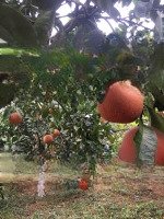 Chính Chủ Cho Thuê Giá Rẻ Lâu Dài Trang Trại Tại Xã Liên Sơn, Lương Sơn, Hòa Bình