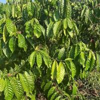Do cần tiền chủ gửi bán nhanh lô đất Phúc Thọ gần Hasfarm, Lavela, Dreamlife