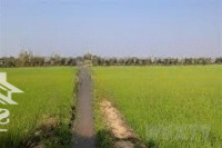 Cần Bán Đất Lúa Giá Rẻ - Phong Điền, Cần Thơ