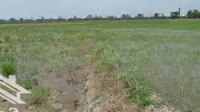 Cần Bán Đất Lúa Giá Rẻ - Phong Điền, Cần Thơ