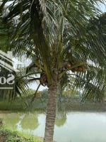 Đất Phù Hợp Đầu Tư - Kinh Doanh Dưới Cầu Dầu Giây - Thống Nhất