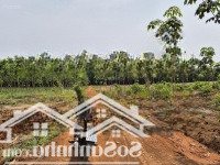 4,2Ha Cao Su Non, Đất Đỏ Bazan Lộc Quang - Lộc Ninh - Bình Phước