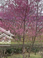 Bán Đất Đường Nguyễn Văn Cừ Trung Tâm Thị Trấn Măng Đen Cạnh Home Vườn Trà, Gần Hồ, Chợ, Trường Học