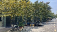 Chính Chủ Cần Bán Nhà Đường 12, Phước Bình, Kdc Sầm Uất, Vị Trí Đẹp Giá Tốt Nhất Thị Trường