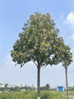 Bán Đất Nền Dự Án Tại Kdc Phước Thiện, 12 Tỷ, 200M2, Nhiều Tiện Ích, Uy Tín
