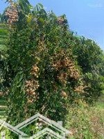 Bán Đất Vườn Khu Vực Gần Dầu Dây - Điều Kiện Đầy Đủ - Sổ Sẵn, Sang Tên Ngay
