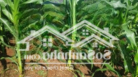 Cho Thuê Đất Dt: 1,7 Ha Tại Xã Lộc Đức - Huyện Bảo Lâm