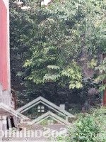 Bán Đất Bồ Đề 63M2 Giá Bán 6.3 Tỷ Gần Oto Hồ Điều Hòa Mát Mẻ - 5 Phút Sang Phố Cổ