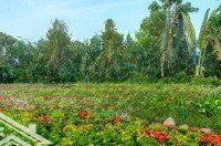 Bán Nhanh Căn Suất Ngoại Giao Giá Tốt Ecopark, Eco Village Sài Gòn, Ecopark Nhơn Trạch, Đồng Nai