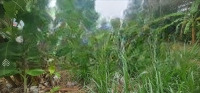 Kẹt Tiền Bán Đất Kế Chợ Sơn Đông, Đường Ql 57C, Xã Sơn Đông, Bến Tre. 149M2 Sổ Sẵn