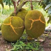 BÁN NHÀ BÌNH ĐA, 1TRỆT 1LẦU, SỔ HỒNG THỔ CƯ
