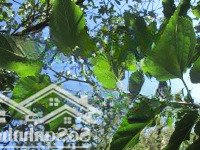 Cho Thuê Nhà Mặt Phố Thái Hàmặt Tiền11Mdiện Tích150M2 X 5 Tầng Vị Trí Đắc Địa Kinh Doanh Mọi Mô Hình