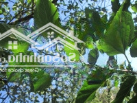 Cho Thuê Nhà Mặt Phố Trung Kính 100M2Mặt Tiền6M Vị Trí Đẹp Phù Hợp Mọi Mô Hình Kinh Doanh