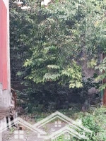 Bán Đất Tại Bồ Đề, Long Biên, 6,65 Tỷ, 67M2 Hàng Hiếm Giá Ưu Đãi