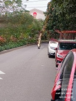 Bán Đất Tại Xã Kim Chung, Hoài Đức, Hà Nội, 11,25 Tỷ, 75 M2