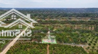 Đất Vườn Bơ Lộc Đức Giá Rẻ Chưa Tùng Có
