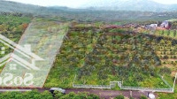 Đất Vườn Bơ Lộc Đức Giá Rẻ Chưa Tùng Có