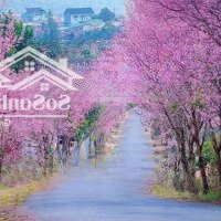 Cho Thuê Kho 400M2 Mặt Tiền Phường 8, Đà Lạt. Uyên 0948676493