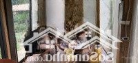 Bán Cắt Lỗ 2,5 Tỷ Homestay 5022M2 Hanas Yên Bài Ba Vì Hà Nội 0974681333