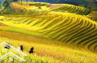 Bán Đất 300M2, Giá Cực Chất Tại Cầu Thia, Nghĩa Lộ, Yên Bái