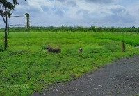 Bán Đất Lúa Bình Giãdiện Tích3020M2 Đất Chính Chủ Giá Bán 2,5 Tỷ Liên Hệ Chị Tú: 03284664