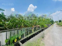 Bán Đất Trồng Cây Ăn Quả,Sẵn Nhà C4 Đt 2000Mmặt Tiền35M Giá Bán 2,6Tỷ. Xã Kim Sơn Gia Lâm Hà Nội,Đường Oto