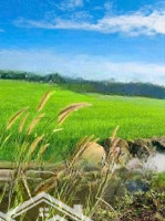 Bán Đất Phước Thuận Hồ Tràm Diện Tích: 542M2 Ngang 17.8Mx30M Có 80M2 Thổ Cư Cách Biển Melia Hồ Tràm 5,9Km