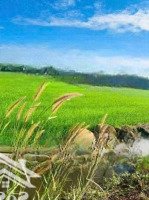 Bán Đất Phước Thuận Hồ Tràm Diện Tích: 542M2 Có 80M2 Thổ Cư Cách Biển Melia Hồ Tràm 5.9Km View Cánh Đồng
