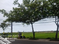 Bán Nhanh Các Lô Đất Thôn Thanh Nhì, Cẩm Thanh Gần Cầu Mới Cẩm Nam, View Sông, View Dừa