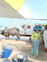 Cần Cho Thuê Phòng Trọ Góc 2Mt Đường 265- Lê Văn Việt- Hiệp Phú Quận 9