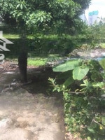 Bán Gấp Nhà Cũ 306M2 Thổ Cư Đường Số 41, Giáp Lâm Văn Bền, Phường Bình Thuận, Q.7, Ngang Bề Thế