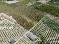 Bán 4600M2 Đất Có 270M2 Thổ Thuộc Ấp Phú Xuân 2, Phú Ngãi Trị, Châu Thành, Dt: 56 X 72M