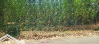 Duy Nhất Lô 11M Đường Nhựa Xay Sát Văn Minh, Giá Tốt Nhất Thị Trường
