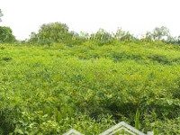 Bán Đất Tại Hướng Thọ Phú, Tân An, Long An, Giá Siêu Hời 24 Tỷ, 34300 M2