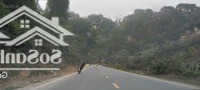Sốc!181M Đất Full Thổ Cư Gần Các Dự Án Lớn Mà Chỉ Có Vài Tr/M ,Tại Xã Lâm Sơn,Lương Sơn.hoà Bình