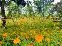 Bán 126M2, Hướng Đông, Có Công Viên Bên Hông Lô Đất, 1,36 Tỷ, Khu Dịch Vụ Hỗn Hợp Vsip Quảng Ngãi