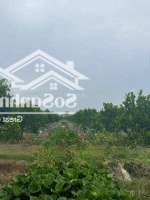 Ra Nhanh 3100M2 Vườn Mít Trên Đất Có Sẵn (5X40M) Thổ Cư Cách Chợ Phú Thuận 2,5Km