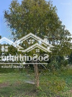 Cần Bán Gần 1 Mẫu Vườn Trái Cây Đá Bạc Giáp Long Phước Tp Bà Rịa Có 600M2 Thổ Cư Giá Rẻ Chỉ 7,8 Tỷ