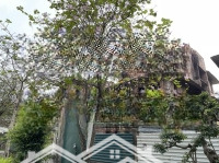 Căn Góc Btđl Mặt Trục Chính 302M2 Mặt Tiền 20M, Đã Có Sổ Đỏ Giá Chỉ 115 Triệu/M2. Lh Em: 0988.585.126
