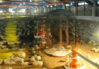 Cho Thuê Trại Gà Rộng 4000M2 Tại Xã Thành Công Phổ Yên Thái Nguyên