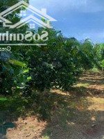 Vườn Mít 390 Triệu - 1025M2 Đường Oto 8M, Sẵn 20 Gốc Mít Đã Trồng Được Hơn 5 Năm, Cách Chợ Chỉ 3Km