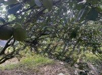 Vườn Bưởi 300 Triệu- 1000M2 Đường Ot Tô Vào 10M, Trồng Đã Được 3 Năm Đang Thu Hoạch 20 Gốc Bưởi