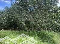 Vườn Bưởi 300 Triệu- 1000M2 Đường Ot Tô Vào 10M, Trồng Đã Được 3 Năm Đang Thu Hoạch 20 Gốc Bưởi