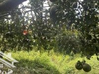 1100M2 Vườn Bưởi Sát Suối, Đường Betong 8M, Trên Vườn Đã Sẵn Hơn 20 Gốc Bưởi Đã Được 4 Năm Tuổi