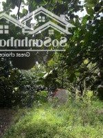1100M2 Vườn Bưởi Sát Suối, Đường Betong 8M, Trên Vườn Đã Sẵn Hơn 20 Gốc Bưởi Đã Được 4 Năm Tuổi