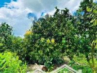 Cậu Cần Tiền Gấp Sang Miếng Vườn 2200M2 Thổ Cư 100M2, Ngay Chợ An Linh