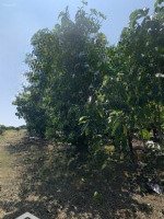 Bán Lô Đất Giá Tốt Hẻm 322 Hàm Nghi, Tt. Lộc Thắng, Bảo Lộc, Bảo Lâm.