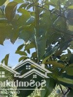 Mảnh Vườn Gần Vành Đai 4 - Trảng Bom Chủ Cần Bán Gấp Giá Hữu Nghị Chỉ 1Ty2/Sào